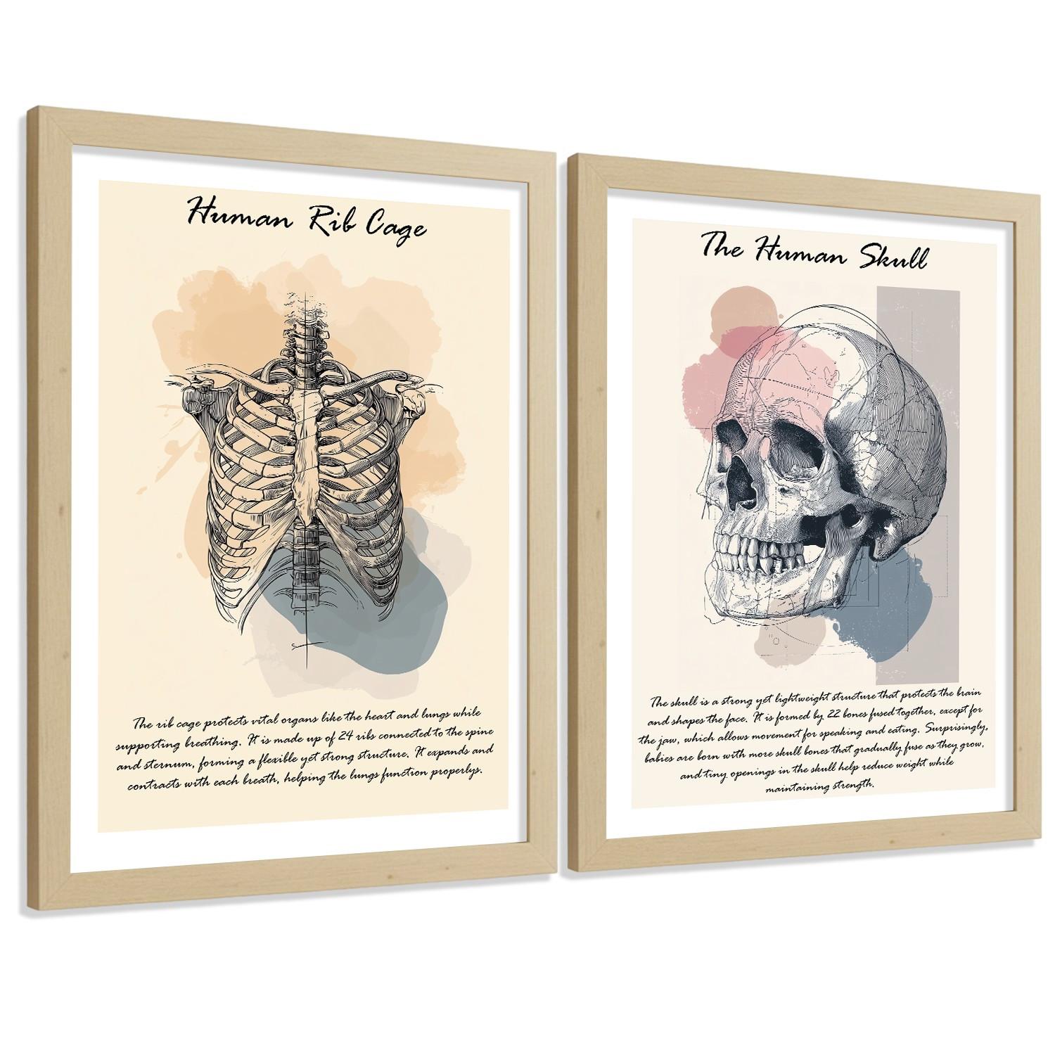 POSTER Set aus 2 Anatomie Mensch Lernposter Drucke und Wandbilder mit Skelett Rippen und Schädel Klinik Büro Dekoration Größe Leichter Holzrahmen A3 - Beige, Papier (29.7/42/3cm) - Nacnic