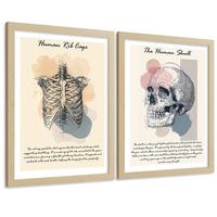 POSTER Set aus 2 Anatomie Mensch Lernposter Drucke und Wandbilder mit Skelett Rippen und Schädel Klinik Büro Dekoration Größe Leichter Holzrahmen A3 - Beige, Papier (29.7/42/3cm) - Nacnic