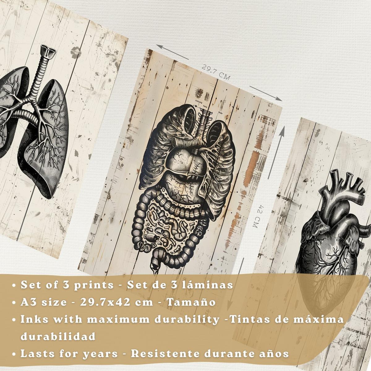 POSTER Set aus 3 Anatomie Mensch Drucke und Wandbilder mit Lungen Darm und Herz Rustikaler Stil Medizinische Wanddekoration Größe Schwarzer Rahmen A3 - Schwarz, Papier (29.7/42/3cm) - Nacnic