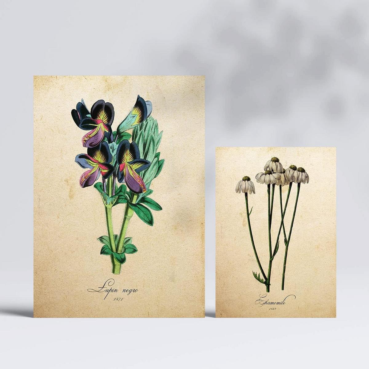 POSTER Set Mit 6 Vintage Blumen Sammlung Von Platten Mit Ästhetischer Collage Für Innendekoration A3 & A4 Rahmenlos - Klar, Papier (29/3cm) - Nacnic