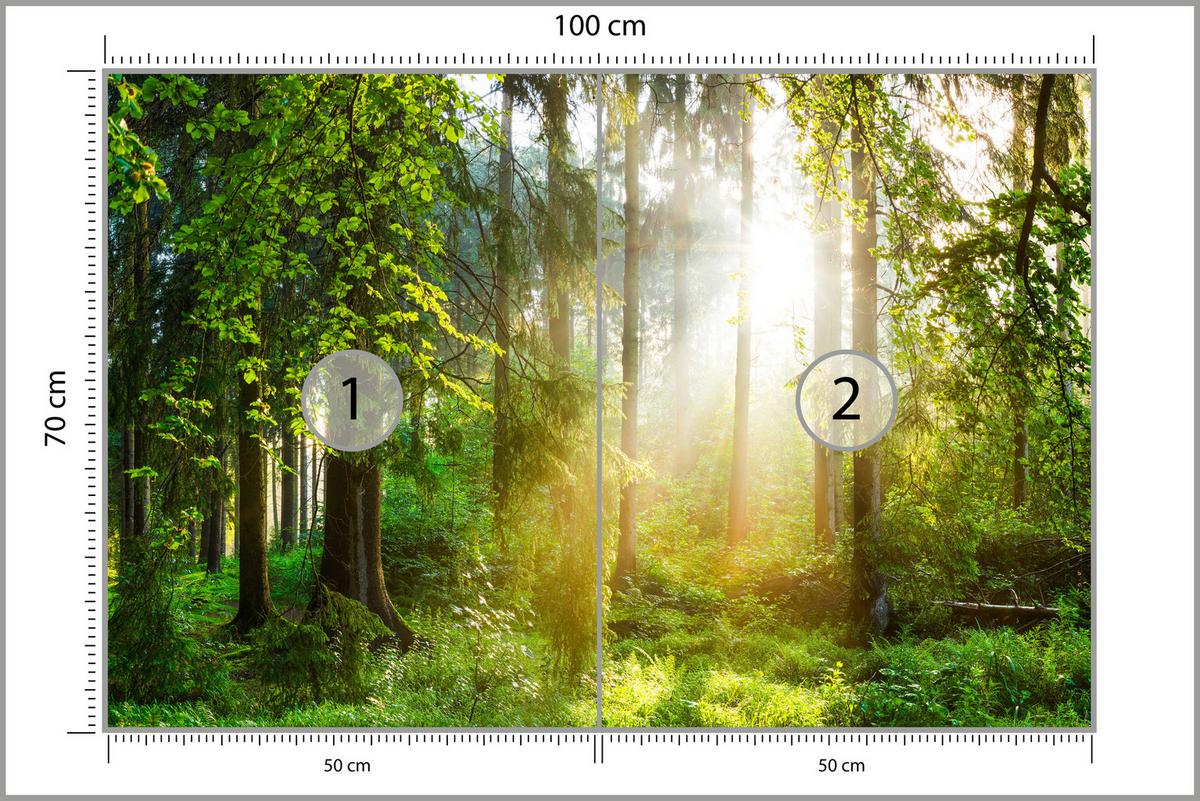FOTOTAPETE für Wohnzimmer Sonniger Wald Bäume Pflanzen Natur Gras 100x70 - Multicolor, Papier (100/70cm) - Muralo