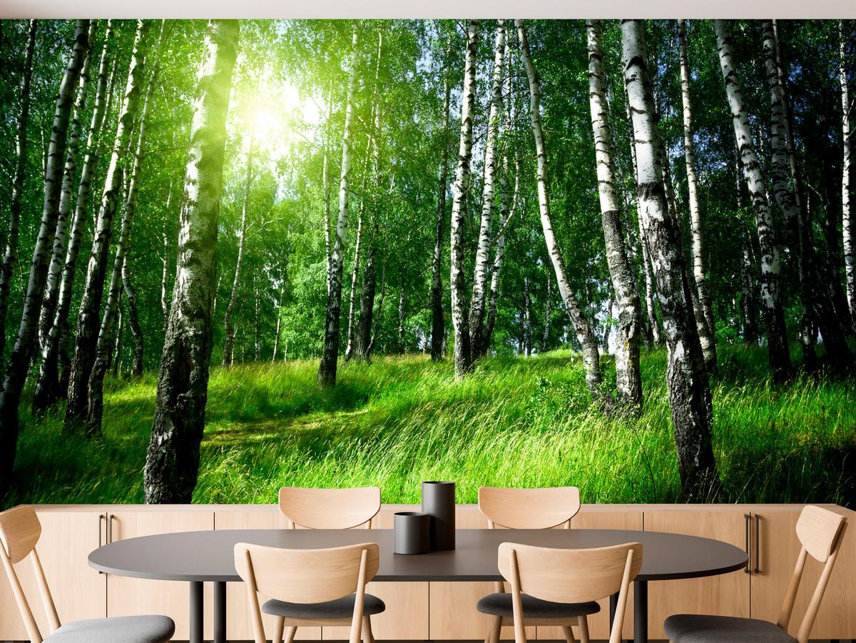 FOTOTAPETE für Wohnzimmer Grüner Birkenwald Gras Sonne Natur 400x280 - Schwarz/Weiß, Papier (400/280cm) - Muralo