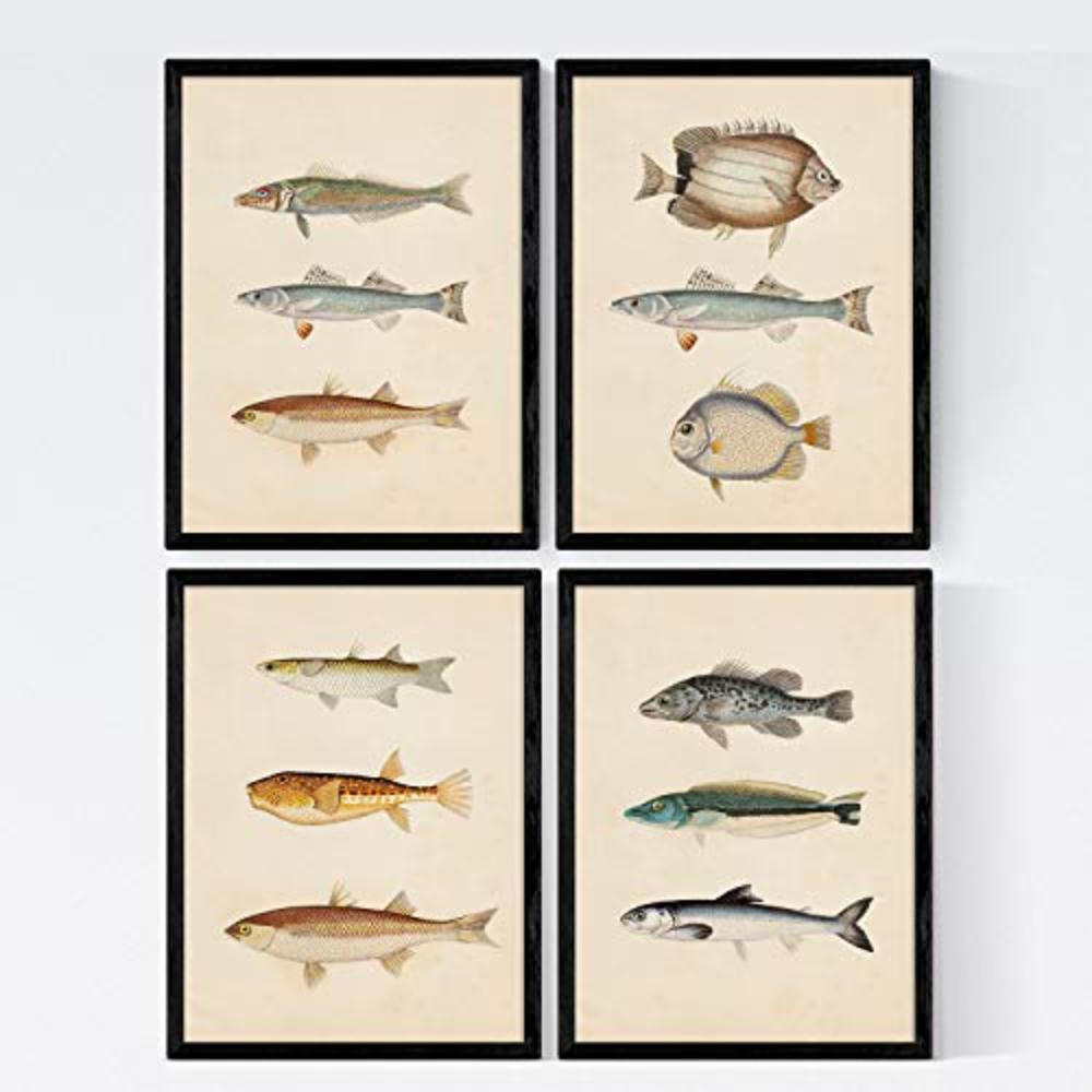 POSTER Set mit 4 Laptev von 12 verschiedenem Fisch A4 Schwarzer Rahmen - Schwarz, Papier (29.7/3cm) - Nacnic