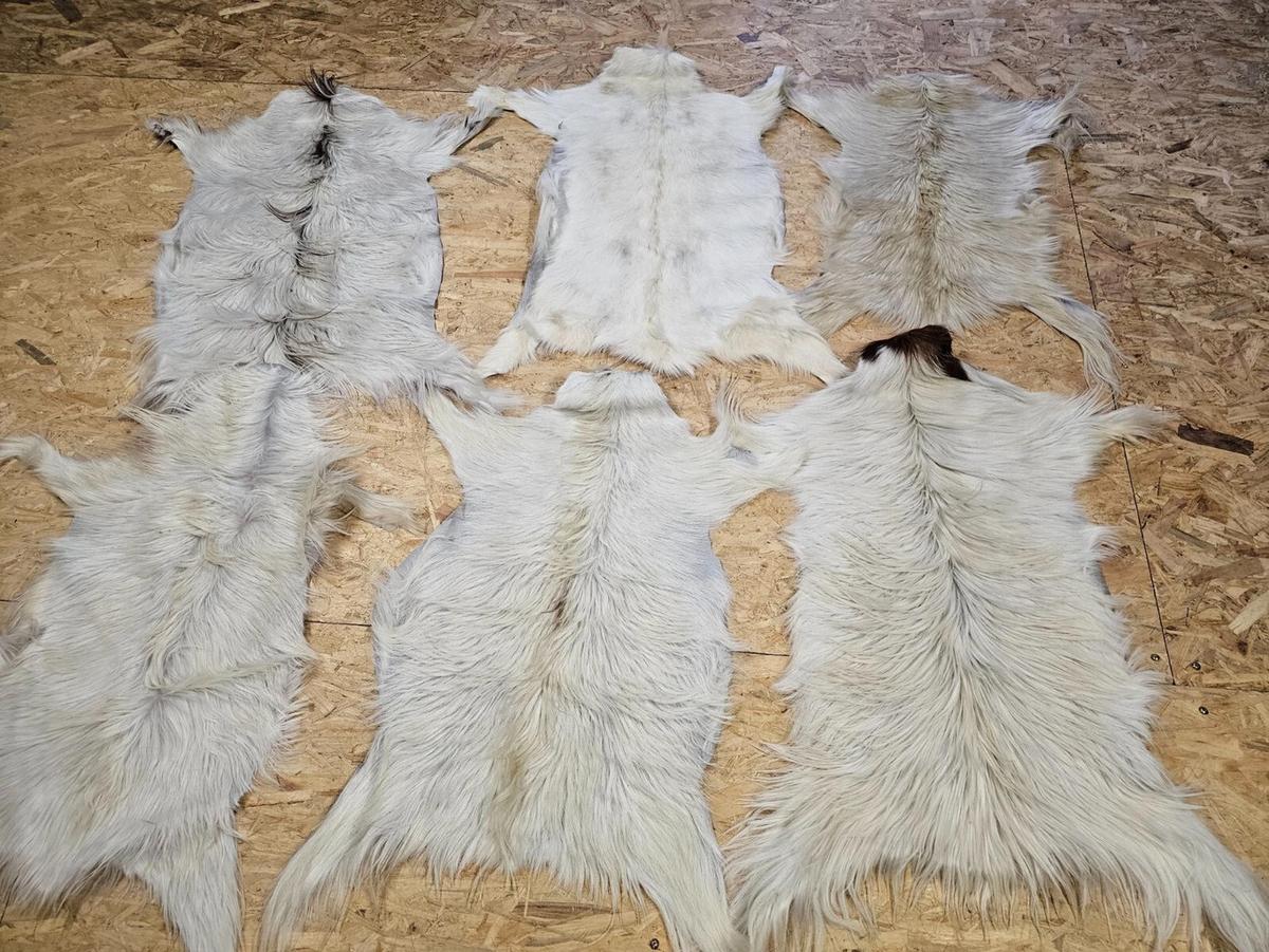 FELL Ziegenfell Eher Hell Naturfarben Teppich ca. 90 cm 1.Wahl - Hellgrau/Weiß, Fell (50/90cm) - Provellus