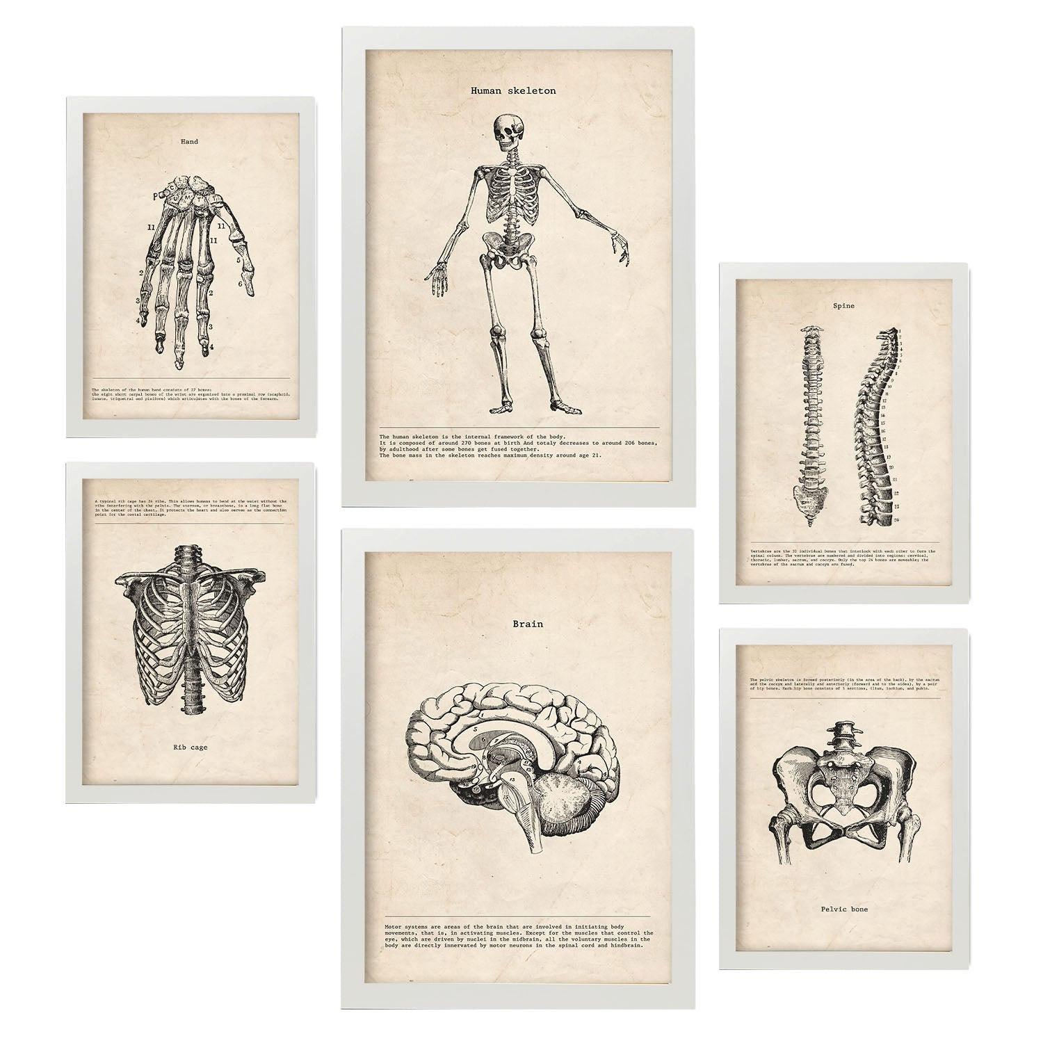 POSTER Set Mit 6 Skelett Medizinische Illustrationen Im Vintage Stil Von Anatomie, Körperteilen, Knochen Und Muskeln A3 & A4 Weißer Rahmen - Weiß, Papier (29/3cm) - Nacnic