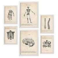 POSTER Set Mit 6 Skelett Medizinische Illustrationen Im Vintage Stil Von Anatomie, Körperteilen, Knochen Und Muskeln A3 & A4 Weißer Rahmen - Weiß, Papier (29/3cm) - Nacnic