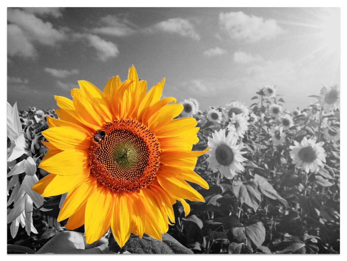 FOTOTAPETE für Küche Gelber Sonnenblume Schwarz-Weiß Hintergrund 450x315 - Gelb/Orange, Papier (450/315cm) - Muralo