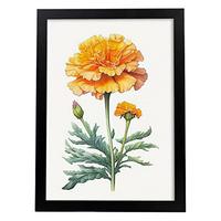 POSTER Ringelblume 3 Im Nordischen Stil. A3 Rahmenlos - Klar, Papier (29.7/5/42cm) - Nacnic