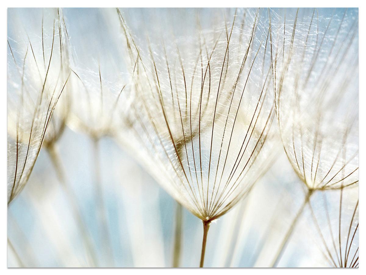 FOTOTAPETE für Wohnzimmer Löwenzahn Pflanzen Natur 100x70 - Blau/Beige, Papier (100/70cm) - Muralo