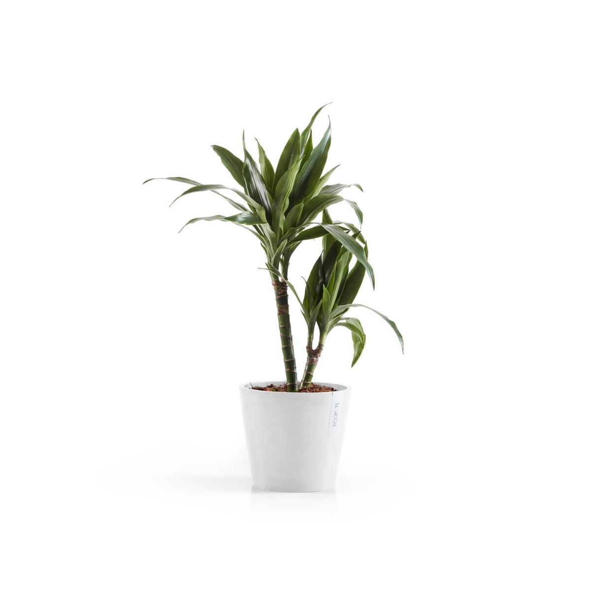 BLUMENTOPF mit Wasserreservoir Amsterdam 20/17,2 cm Weiß - Weiß, Kunststoff (20/17.2cm) - Ecopots