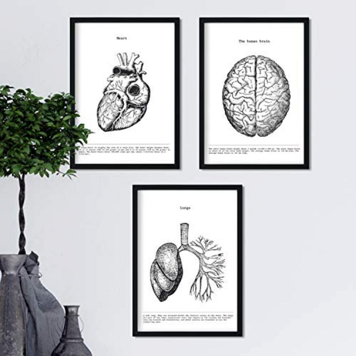 POSTER Set Mit 3 Herz, Gehirn Und Lunge A4 Rahmenlos - Klar, Papier (21/1cm) - Nacnic