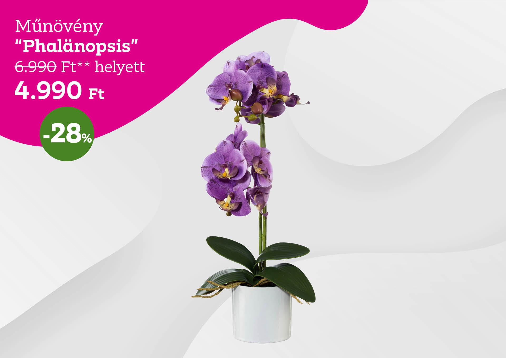 Műnövény PHALÄNOPSIS 6990 Forint helyett 4990 Forint, kedvezmény mértéke 28%