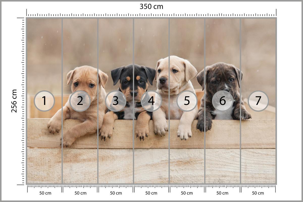 FOTOTAPETE für Kinderzimmer Süße Hunde Tiere 350x256 - Beige/Schwarz, Papier (350/256cm) - Muralo