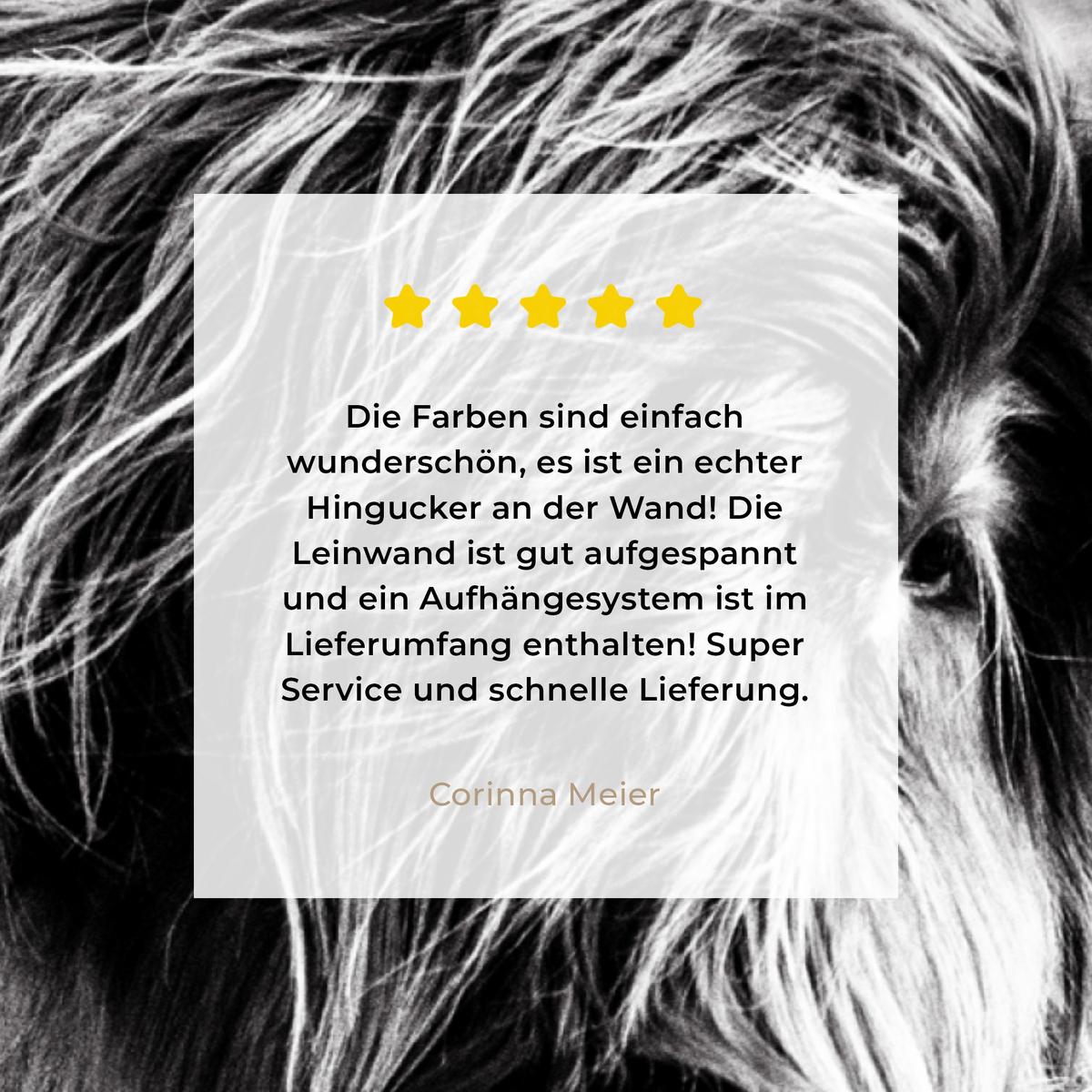 LEINWANDBILD Kuh - Schottischer Hochländer - Schwarz - Weiß - Tier - Natur - Wildtiere Wandbilder 80x60 cm - Schwarz, Textil (80/60cm) - MuchoWow