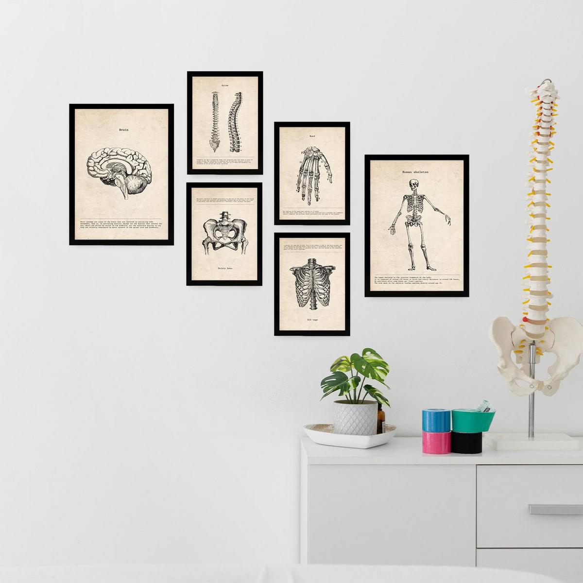 POSTER Set Mit 6 Skelett Medizinische Illustrationen Im Vintage Stil Von Anatomie A3 & A4 Rahmenlos - Klar, Papier (29/3cm) - Nacnic