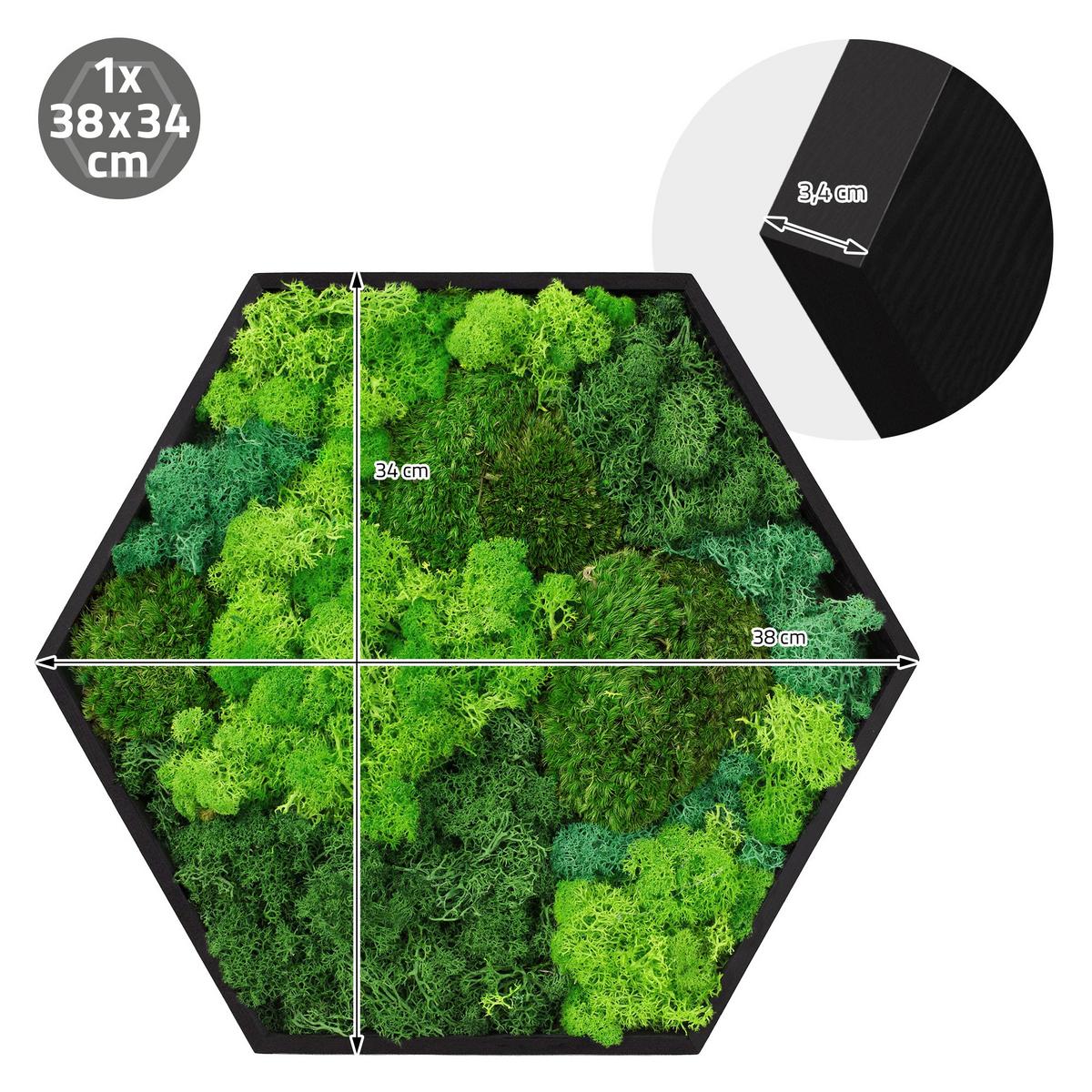 MOOSBILD Hexagon 38x34 cm Mooswand Indoor mit echtem echtem Kugelmoos-Islandmoos-Flachmoos-Mix und Holzrahmen Grün - Waldgrün, Naturmaterialien (38/34/3.4cm) - ECD-Germany