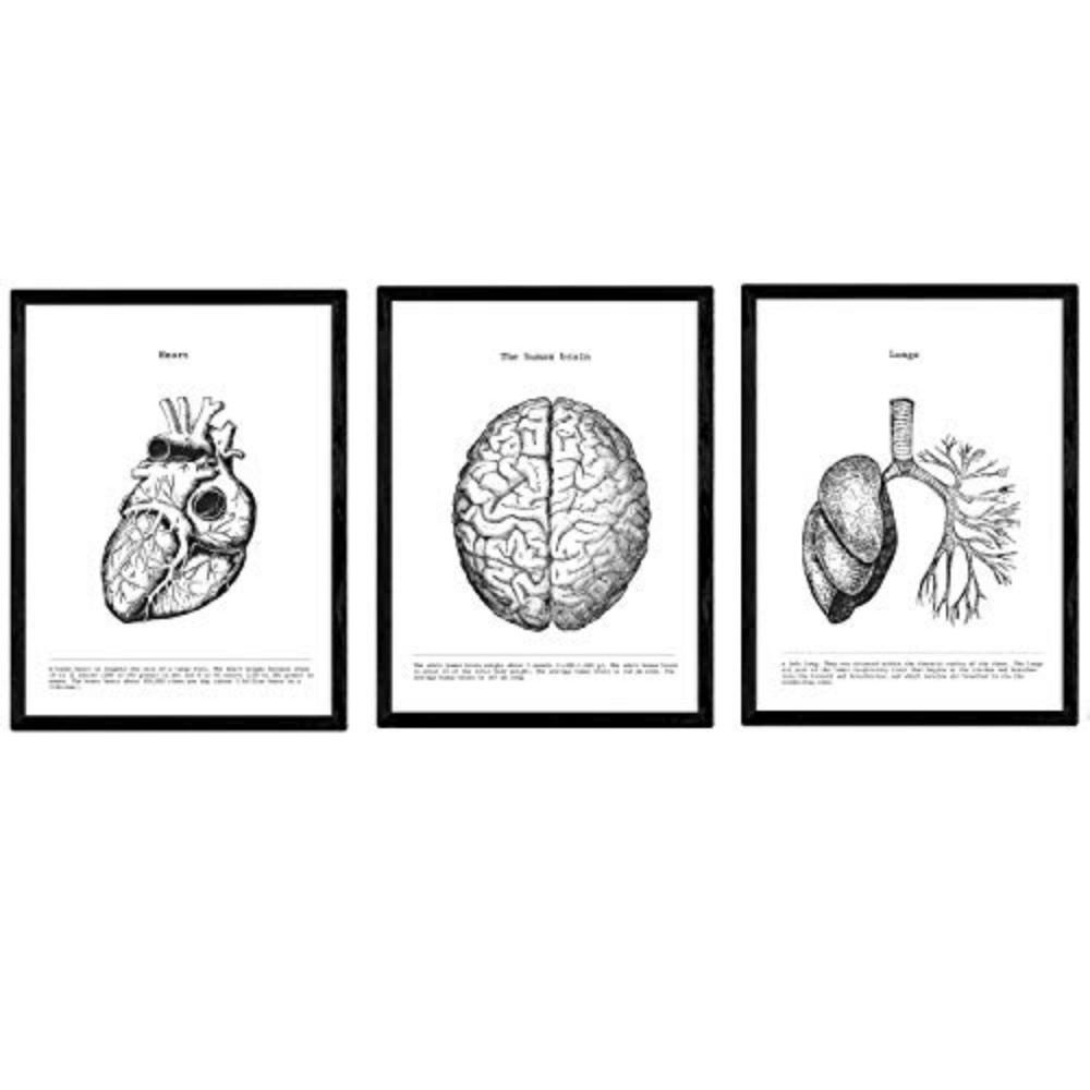 POSTER Set Mit 3 Sammlung Von Schwarz-Weiß Bildern Über Biologie, Gesundheit, Anatomie Und Medizin A4 Schwarzer Rahmen - Schwarz, Papier (29.7/5/21cm) - Nacnic