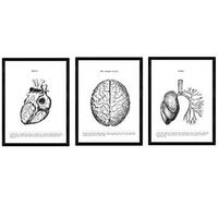 POSTER Set Mit 3 Sammlung Von Schwarz-Weiß Bildern Über Biologie, Gesundheit, Anatomie Und Medizin A4 Schwarzer Rahmen - Schwarz, Papier (29.7/5/21cm) - Nacnic