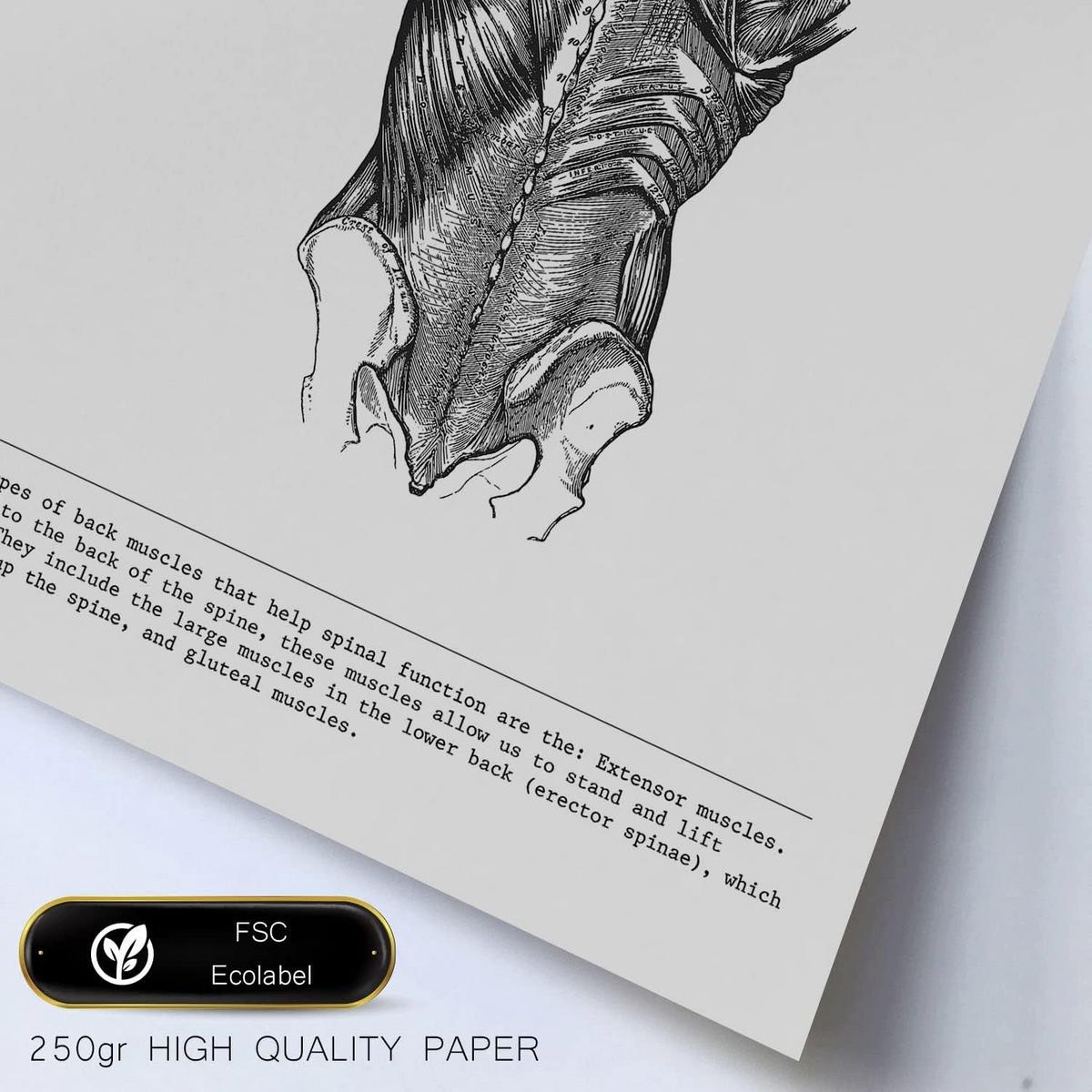 POSTER Set Mit 6 Anatomie Sammlung Von Platten Größe A3 und A4 Rahmenlos - Klar, Papier (29.7/1cm) - Nacnic