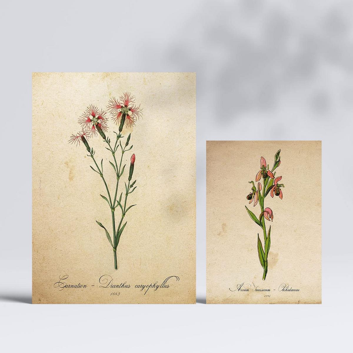 POSTER Set Mit 6 Rote Blumen Vollfarbige Blumenmotiven Im Vintage Papier Stil A3 & A4 Rahmenlos - Klar, Papier (29/3cm) - Nacnic