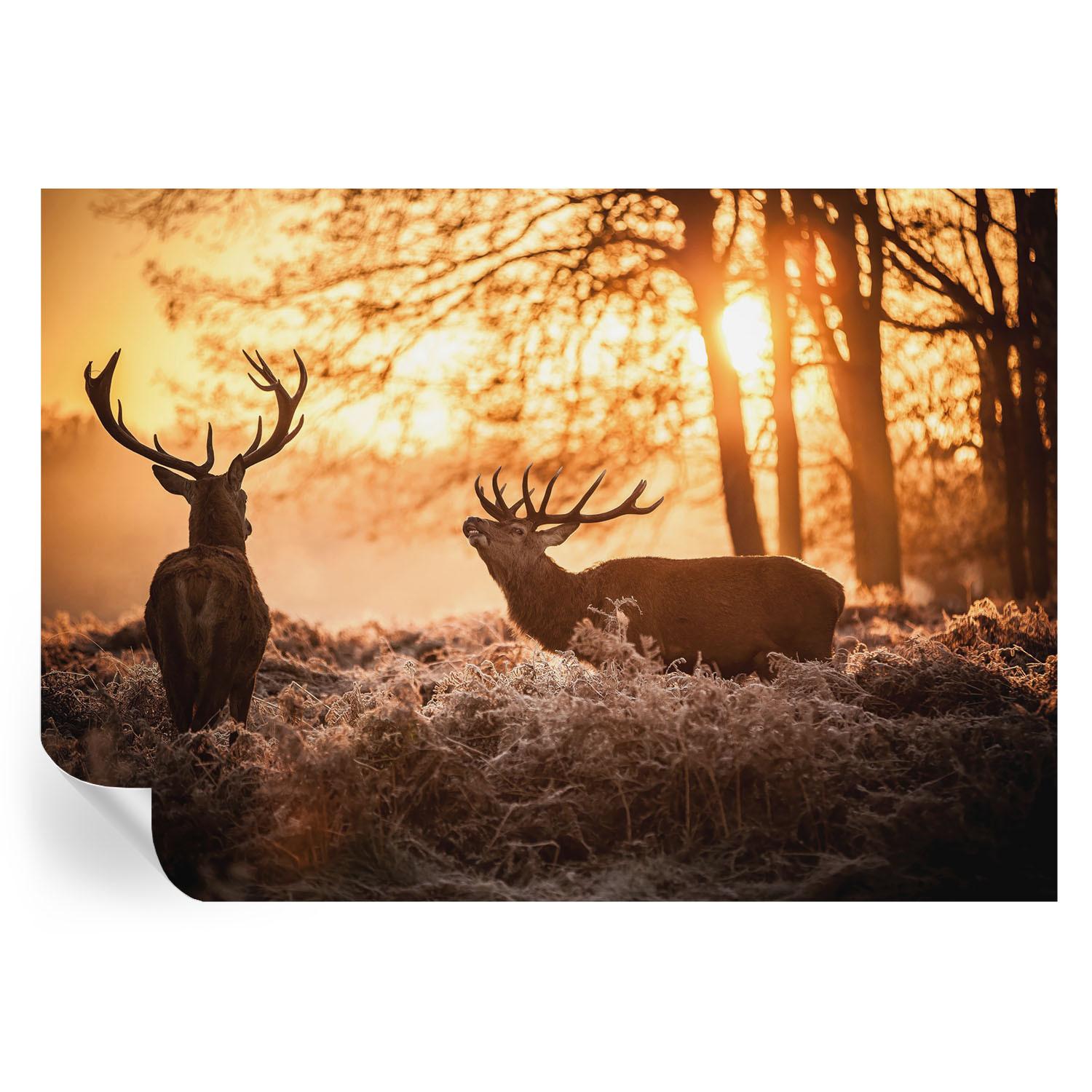 FOTOTAPETE 208x146 cm - Rehe am Morgen - Schwarz, Textil (208/146cm) - Wallfluent