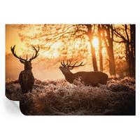 FOTOTAPETE 208x146 cm - Rehe am Morgen - Schwarz, Textil (208/146cm) - Wallfluent