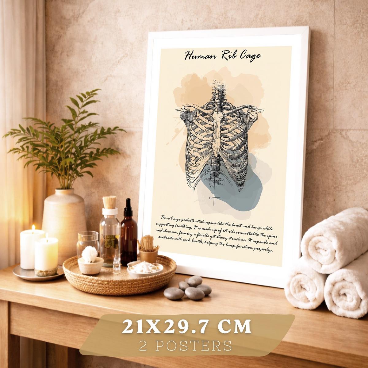 POSTER Set aus 2 Anatomie Mensch Lernposter Drucke und Wandbilder mit Skelett Rippen und Schädel Klinik Büro Dekoration Größe Weißer Rahmen A4 - Weiß, Papier (21/29.7/3cm) - Nacnic