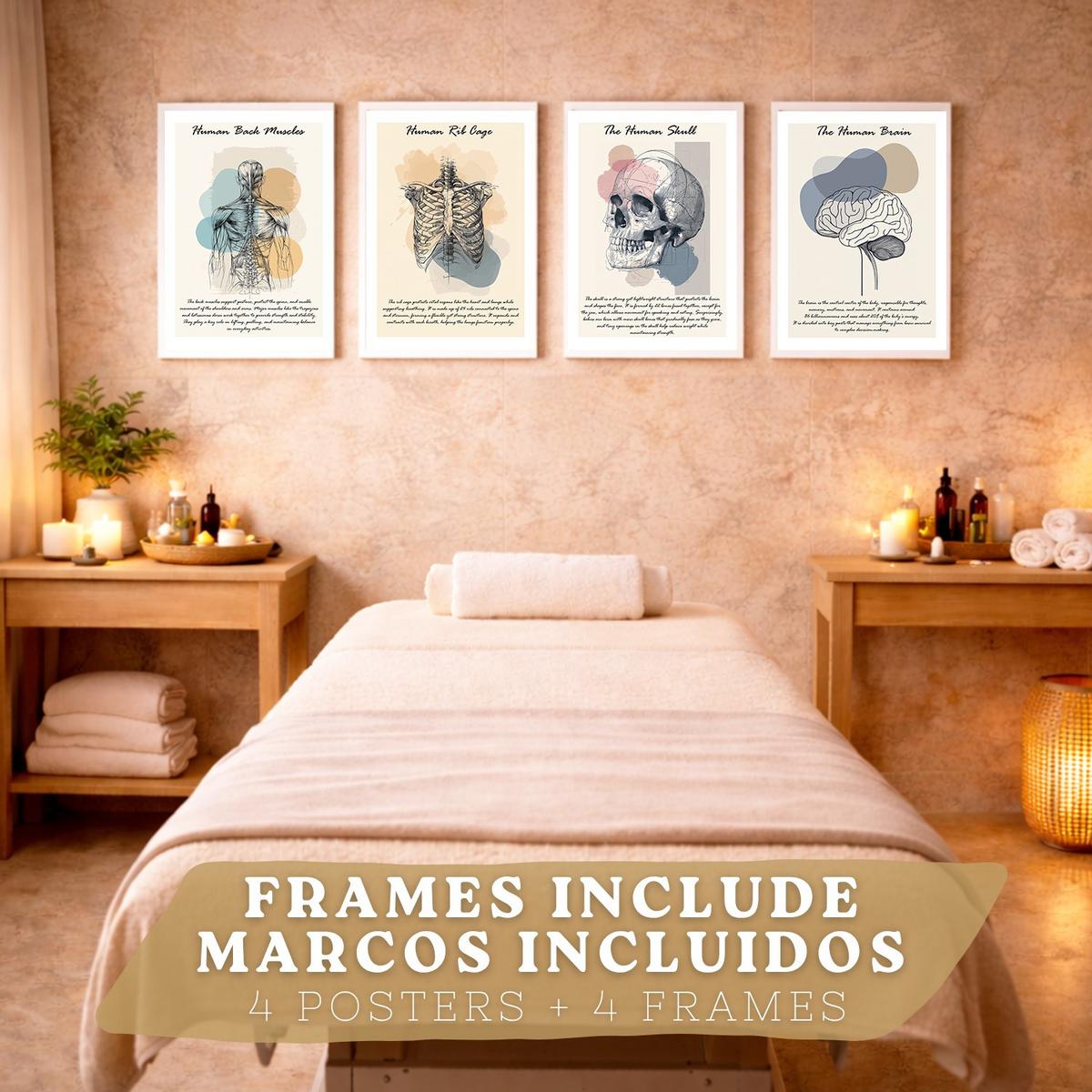 POSTER Set aus 4 Anatomie Mensch Lernposter Drucke und Wandbilder mit Muskeln Rücken Rippen Gehirn und Schädel Modernes Design Größe Weißer Rahmen A3 - Weiß, Papier (29.7/42/3cm) - Nacnic