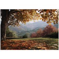 FOTOTAPETE Landschaft Wald Braun 400x280 cm - Multicolor, Papier (400/280cm) - Wallarena
