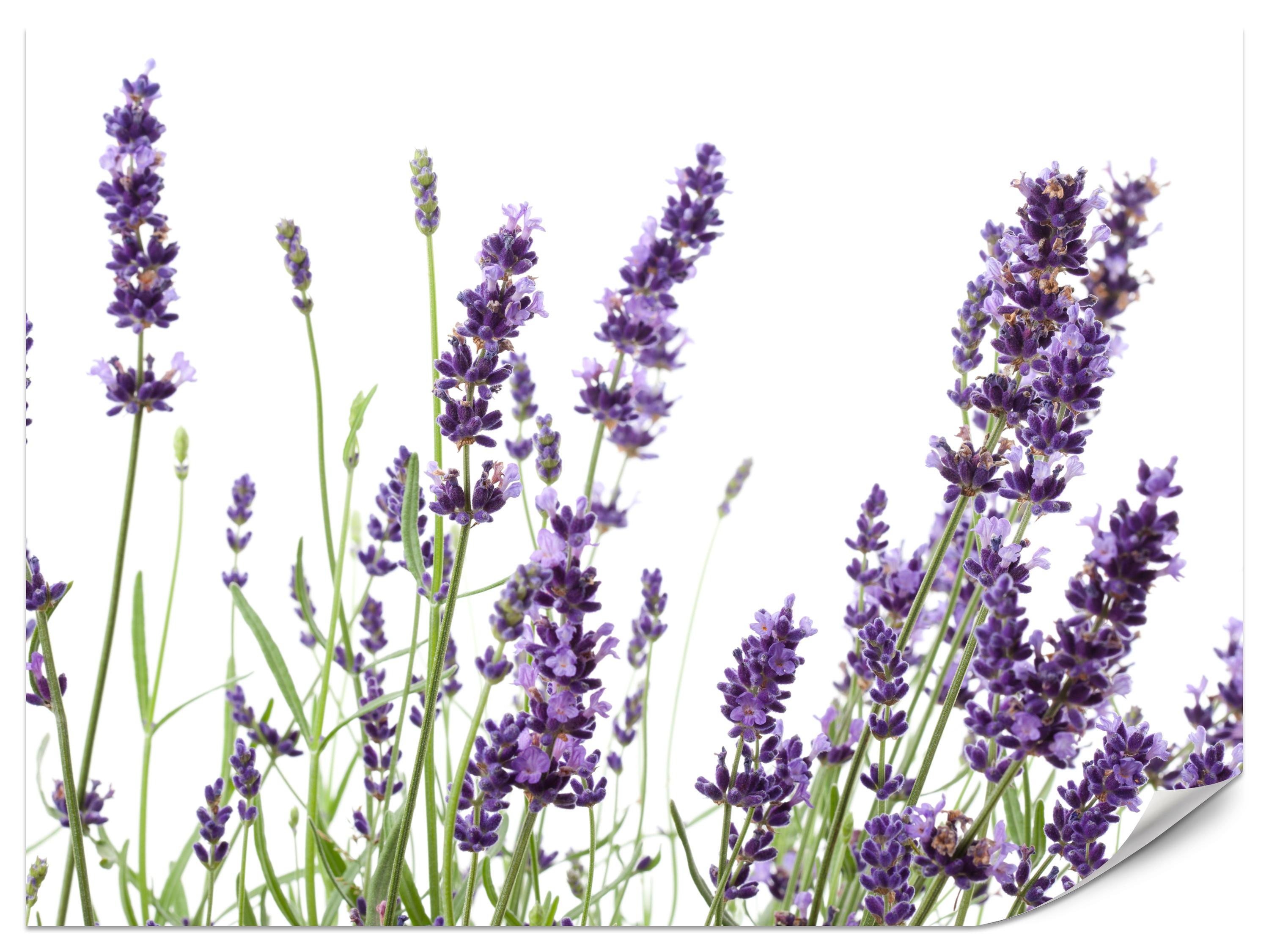 FOTOTAPETE für Küche Lavendelblüten Weißer Hintergrund 100x70 - Violett/Lila, Papier (100/70cm) - Muralo