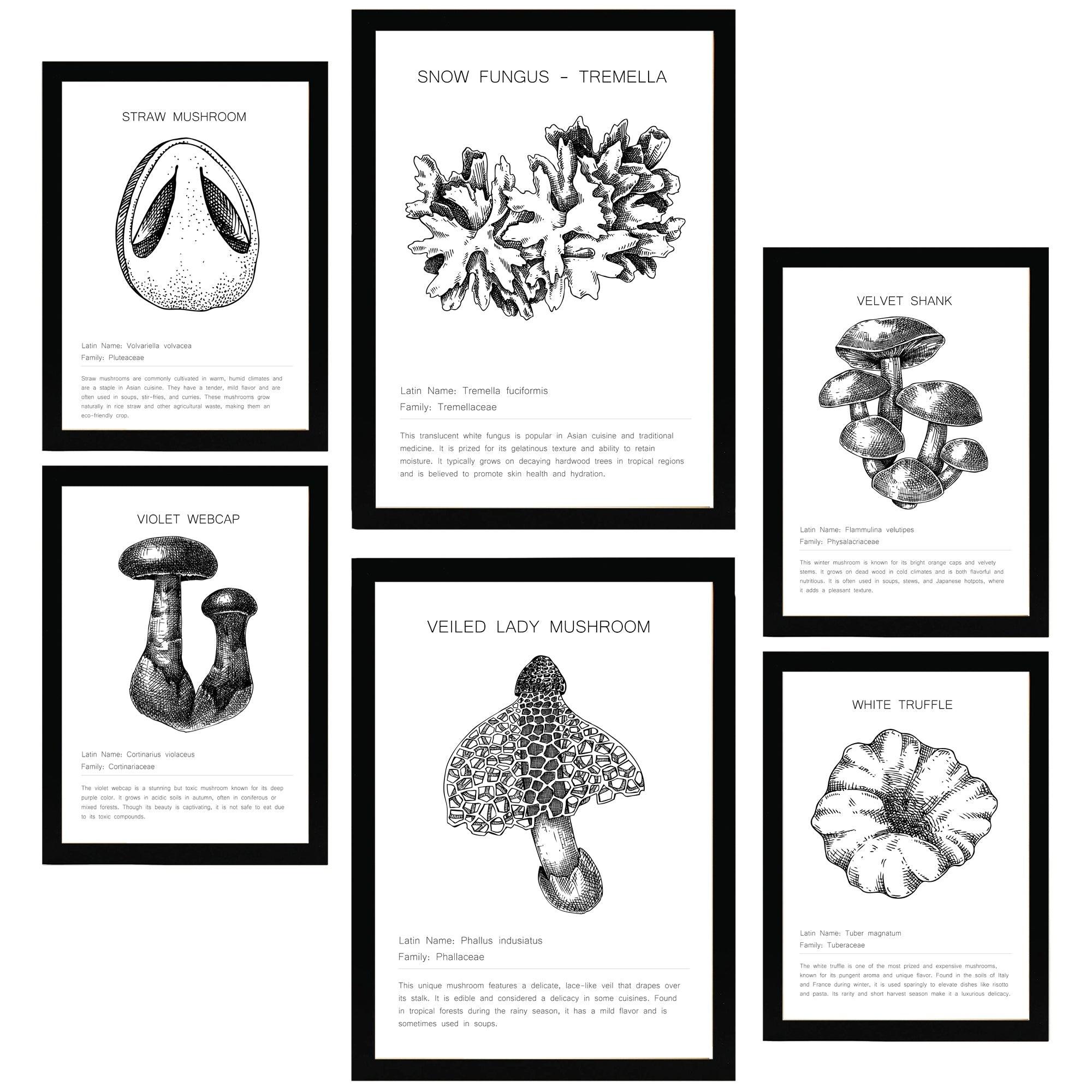 POSTER Set Mit 6 Pilzkomposition Arten & Details A3 & A4 Schwarzer Rahmen - Schwarz, Papier (29/3cm) - Nacnic