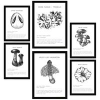 POSTER Set Mit 6 Pilzkomposition Arten & Details A3 & A4 Schwarzer Rahmen - Schwarz, Papier (29/3cm) - Nacnic