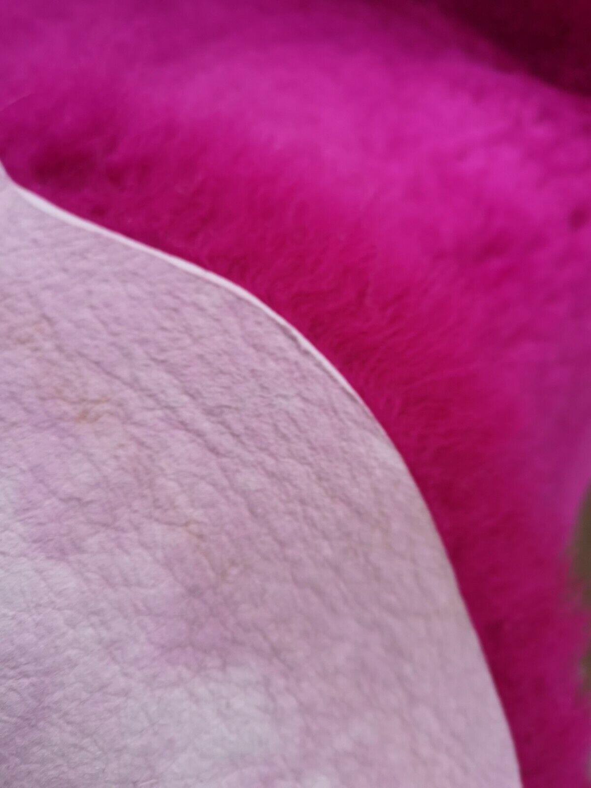 FELL Deutsches Merino Lammfell Schaffell Fuchsia Pink ca. 115 cm - Pink, Fell (65/115cm) - Provellus