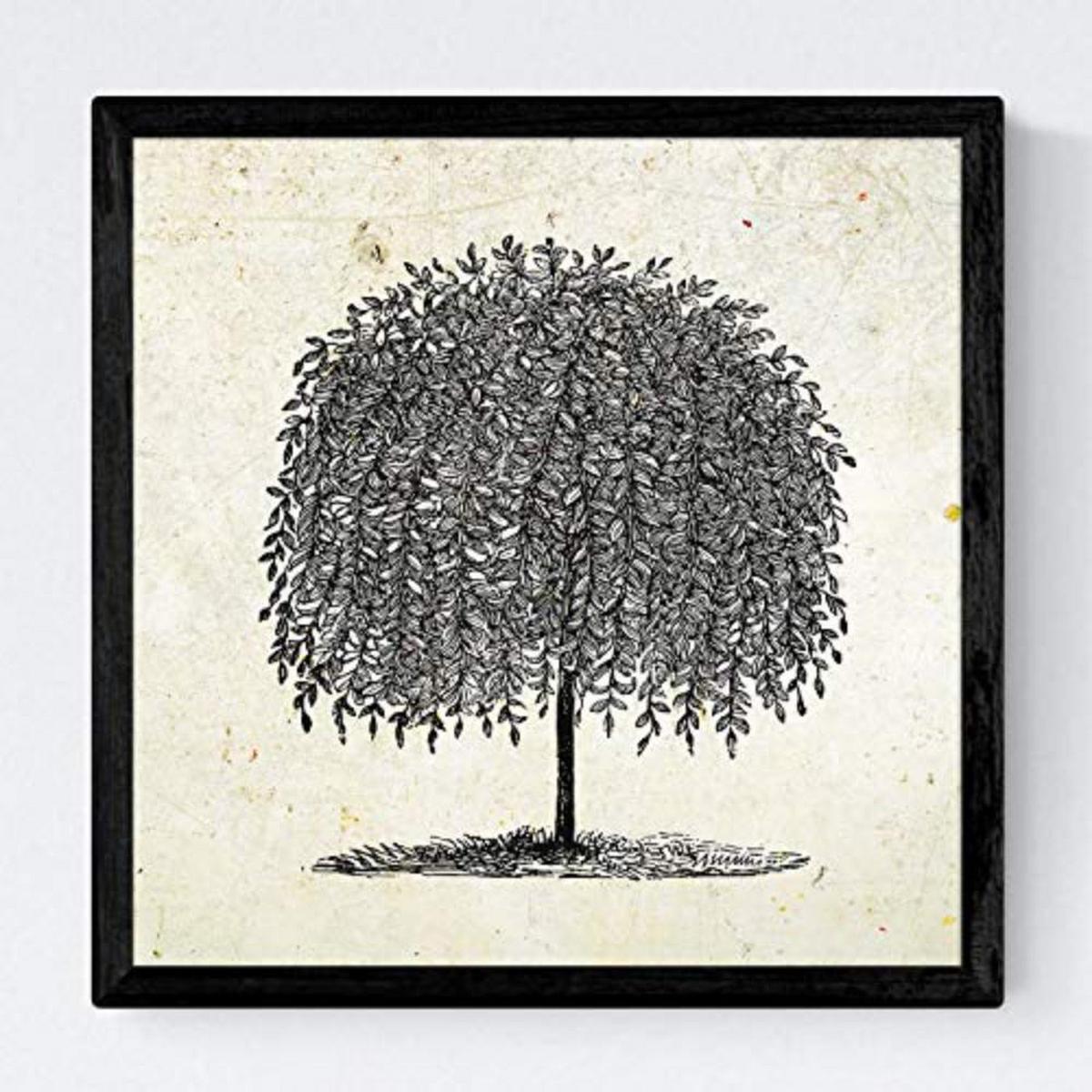 POSTER Set mit 4 Blättern der Bäume Weiden Altpapierhintergrund 20x20cm Schwarzer Rahmen - Schwarz, Papier (20/3cm) - Nacnic