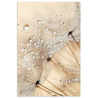 POSTER Löwenzahn - Abstrakt - Natur - Beige Room Decor 20x30 cm - Braun, Papier (20/30/0.1cm) - MuchoWow