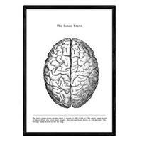 POSTER Anatomie Gehirn A3 Schwarzer Rahmen - Schwarz, Papier (29.7/5/42cm) - Nacnic