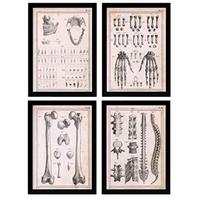 POSTER Set mit 4 Anatomieknochen, Händen, Madivula und Rücken A3 Rahmenlos - Klar, Papier (29.7/3cm) - Nacnic