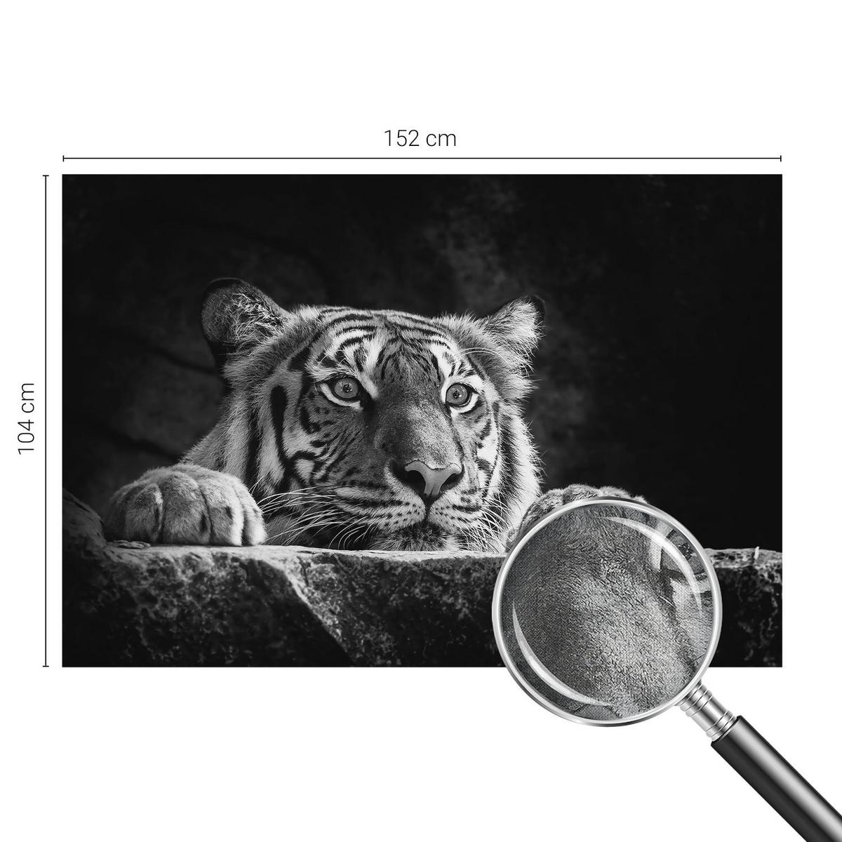 FOTOTAPETE 152x104 cm - Raubtierblick - Türkis, Textil (152/104cm) - Wallfluent