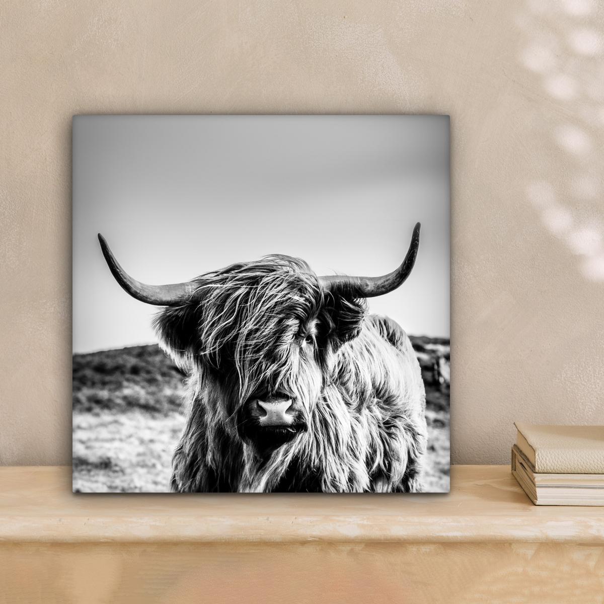 LEINWANDBILD Kuh - Schottischer Hochländer - Schwarz - Weiß - Tier - Natur - Wildtiere Deko Wohnzimmer 20x20 cm - Schwarz, Textil (20/20cm) - MuchoWow