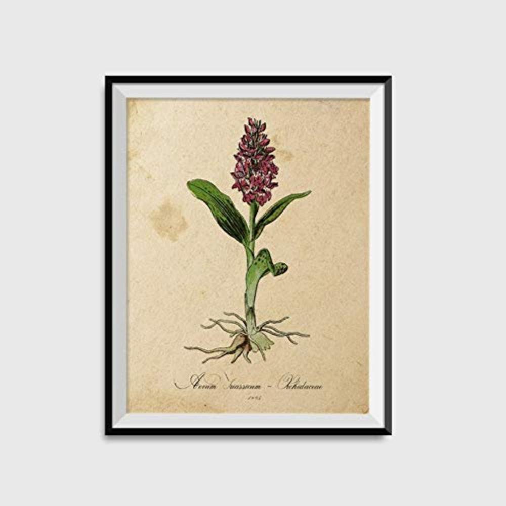 POSTER Orchidee. A3 Rahmenlos - Klar, Papier (29.7/5/42cm) - Nacnic