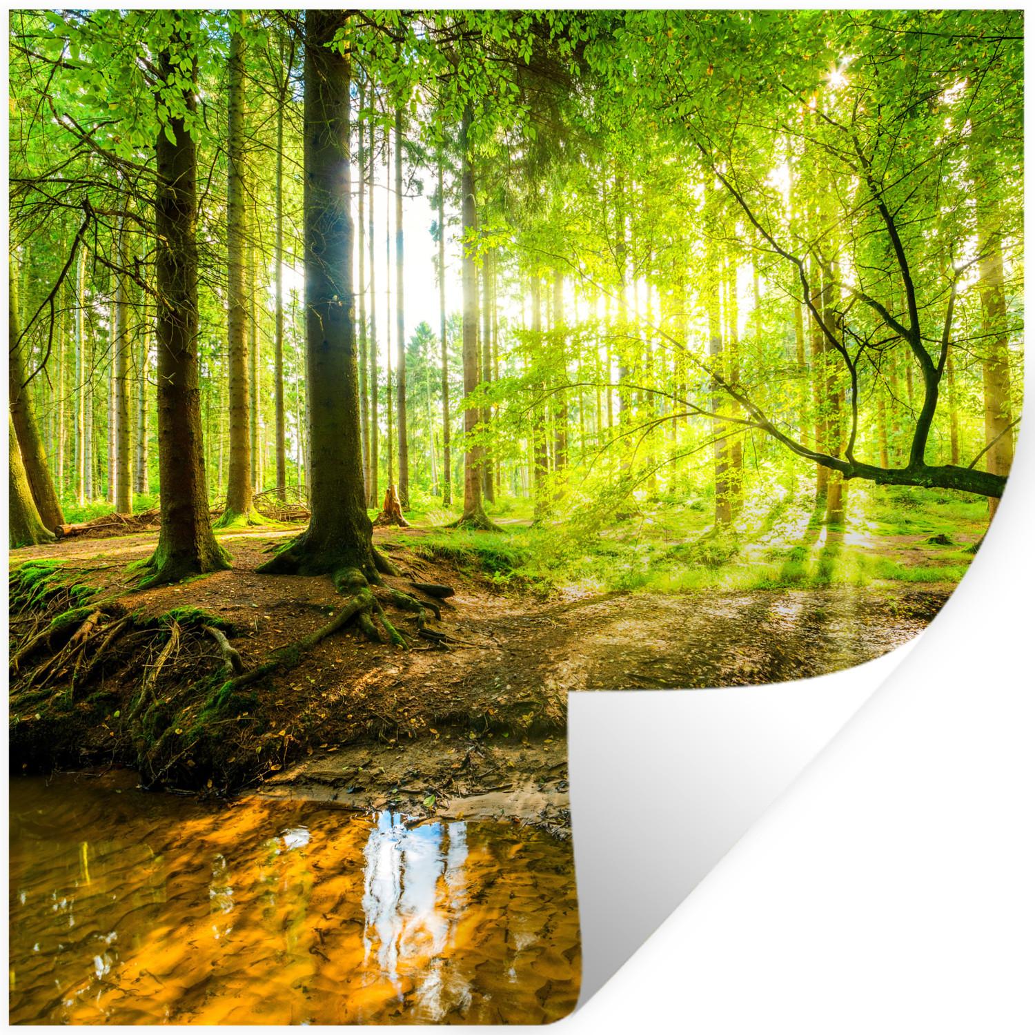 WANDTATTOO Wald - Landschaft - Wasser - Bäume - Sonne - Grün - Natur Wanddeko 50x50 cm - Grün, Kunststoff (50/50/0.1cm) - MuchoWow