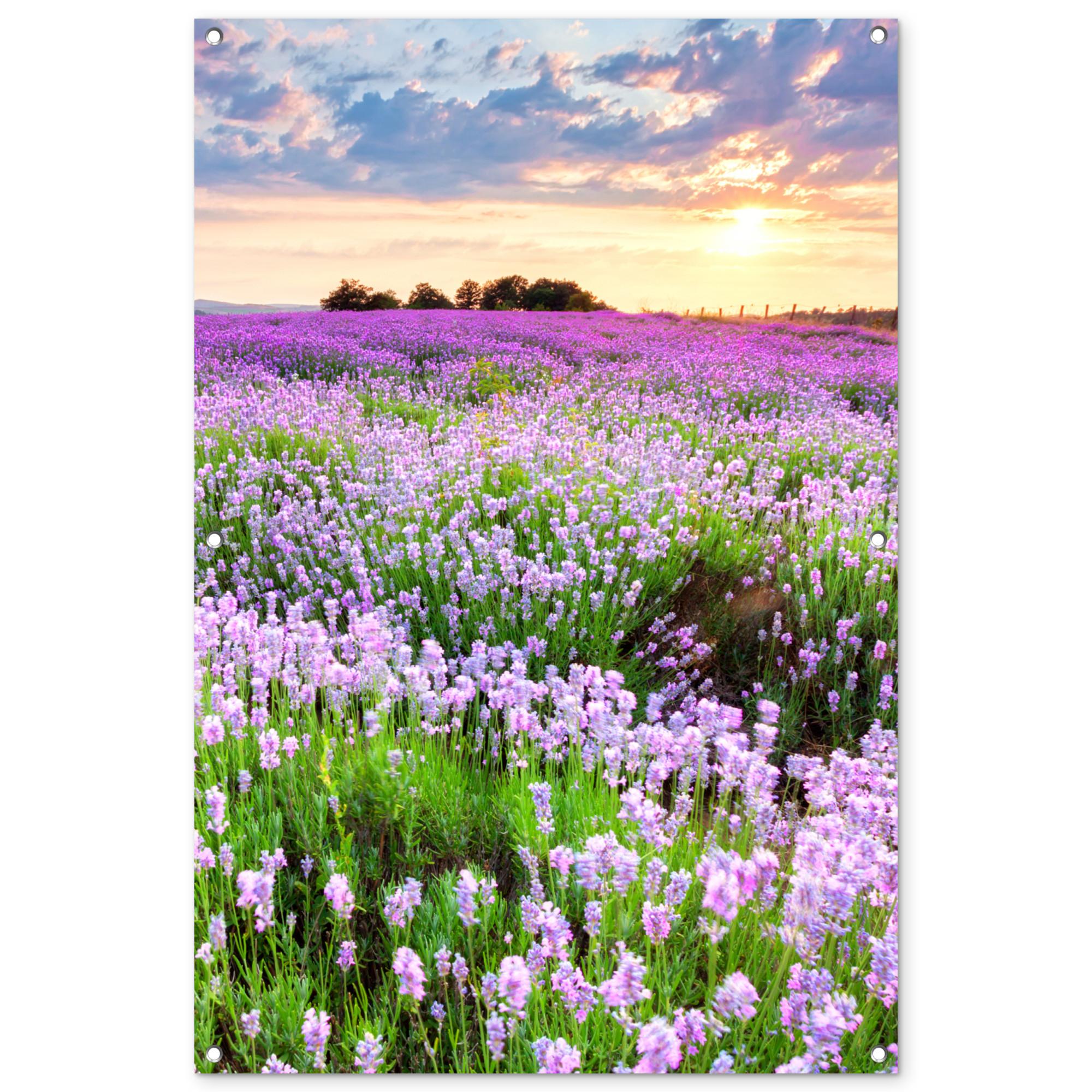GARTENPOSTER Blumen - Lavendel - Lila - Himmel - Sonnenuntergang - Wiese - Natur Outdoor Bilder 80x120 cm - Flieder, Kunststoff (80/120/0.2cm) - OnlyWow