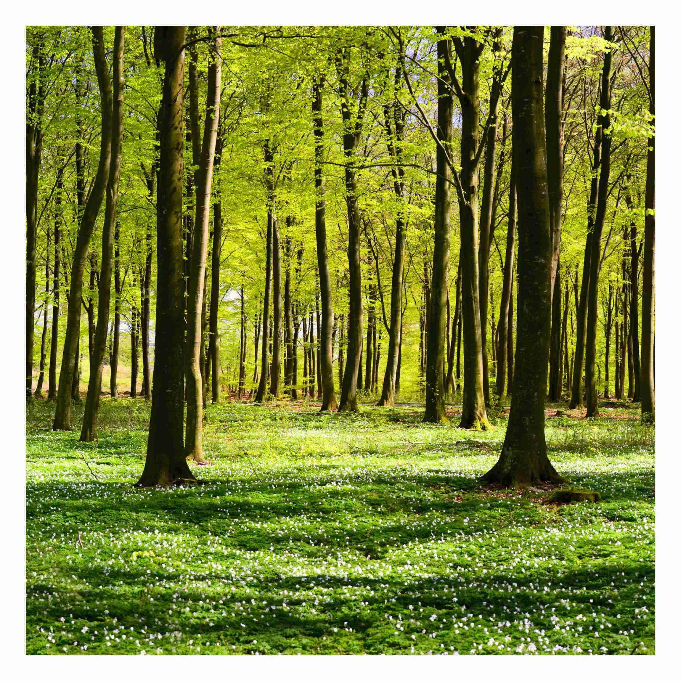 FOTOTAPETE Waldwiese 288/288 cm - Grün, Papier (288/288cm) - Bilderwelten