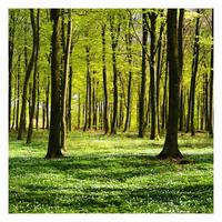FOTOTAPETE Waldwiese 288/288 cm - Grün, Papier (288/288cm) - Bilderwelten
