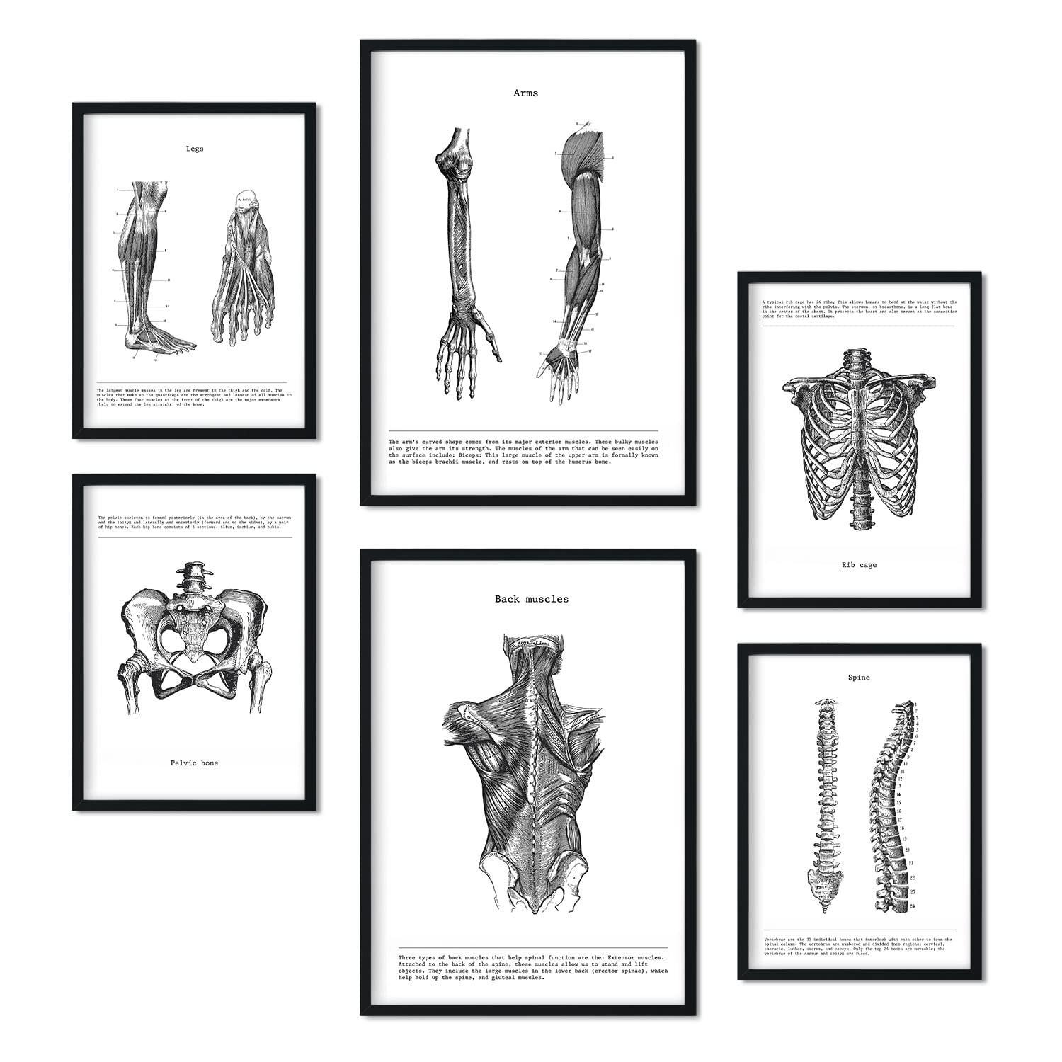POSTER Set Mit 6 Anatomie Bildern Muskeln Und Knochen Rücken, Bein, Arm, Wirbelsäule, Becken, Rippen Ideal Für Kliniken A3 & A4 Schwarzer Rahmen - Schwarz, Papier (29/3cm) - Nacnic