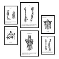 POSTER Set Mit 6 Anatomie Bildern Muskeln Und Knochen Rücken, Bein, Arm, Wirbelsäule, Becken, Rippen Ideal Für Kliniken A3 & A4 Schwarzer Rahmen - Schwarz, Papier (29/3cm) - Nacnic