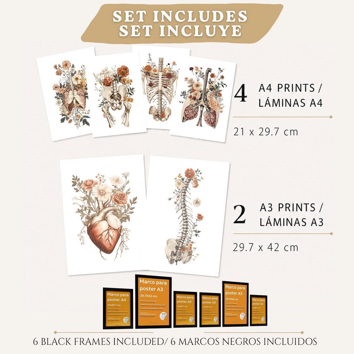 POSTER Set aus 6 Anatomie Mensch Florale Aquarell Drucke und mit Gehirn Lungen Skelett Nieren und Organen Botanische Größe Schwarzer Rahmen A3 & A4 - Schwarz, Papier (21/29.7/3cm) - Nacnic
