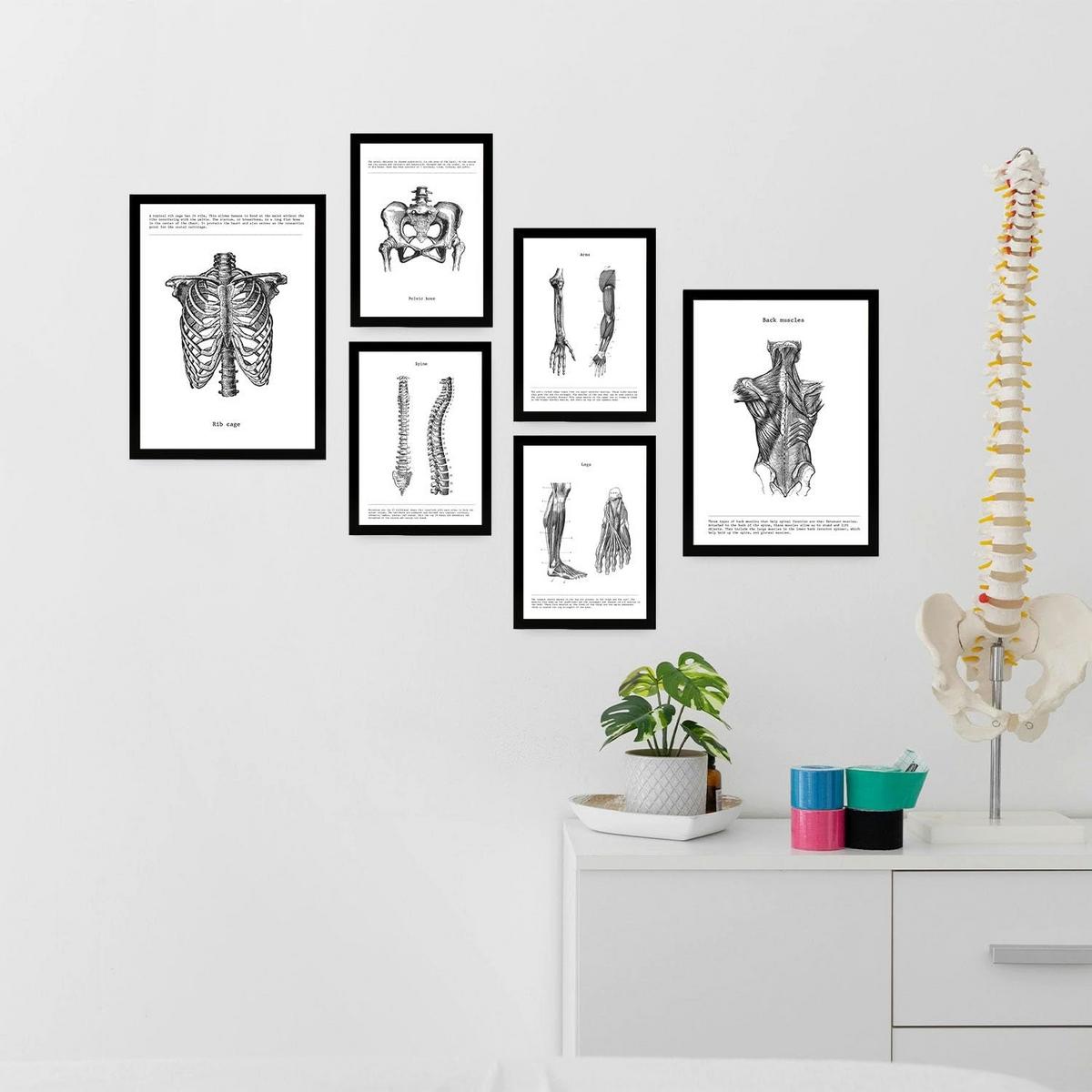 POSTER Set Mit 6 Anatomie Sammlung Von Platten Größe A3 und A4 Rahmenlos - Klar, Papier (29.7/1cm) - Nacnic