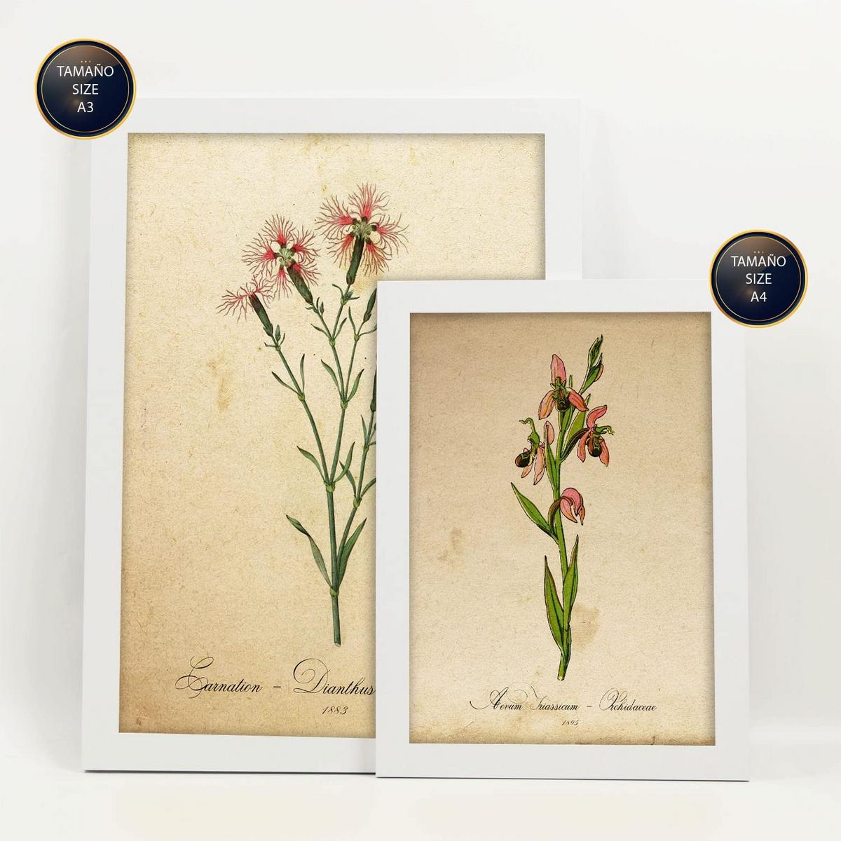 POSTER Set Mit 6 Rote Blumen Vollfarbige Natur Und Botanikdrucke Mit Blumenmotiven Im Vintage Papier Stil Innenarchitektur A3 & A4 Weißer Rahmen - Weiß, Papier (29/3cm) - Nacnic