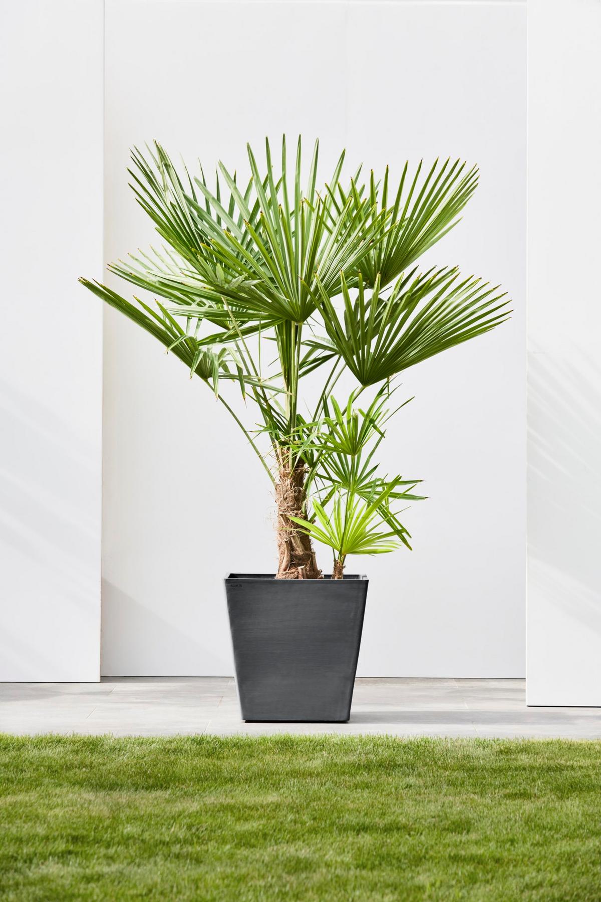 BLUMENTOPF Rotterdam Wheels 50,2/50,2/49,5 cm Dunkelgrau - Dunkelgrau, Kunststoff (50.2/49.5cm) - Ecopots